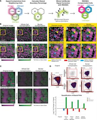 Adjacent Cell Marker Lateral Spillover Compensation and Reinforcement for Multiplexed Images